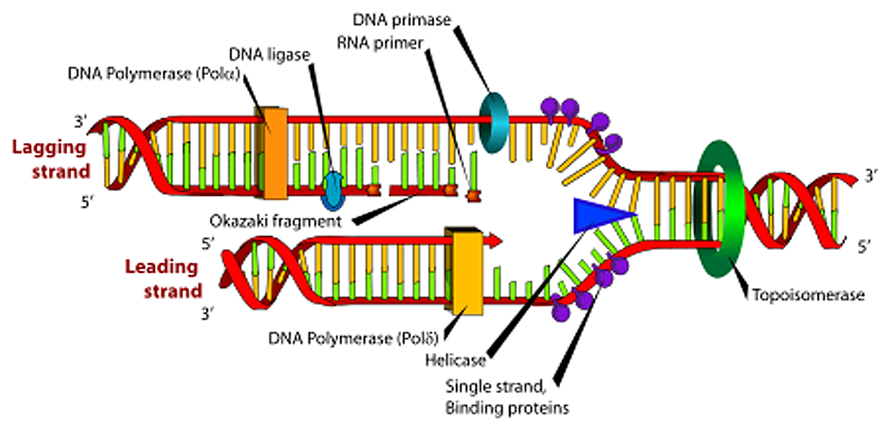 telomerase working