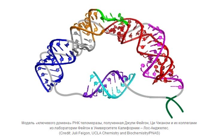 Telomeres Adult Stem Cells